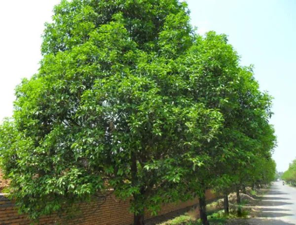 常见豆科植物有哪些