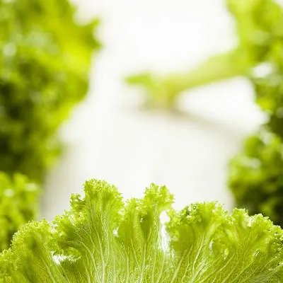 午餐吃什么减肥