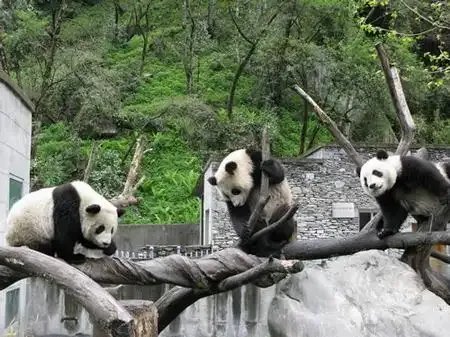 四川甘孜、雅安地震!！我们的“国宝”大熊猫还好吗？