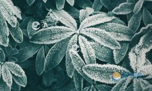 霜降是几月几号2020