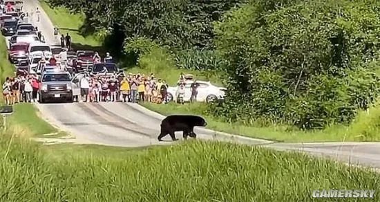 黑熊为脱单徒步650公里：十几万网友为它保驾护航