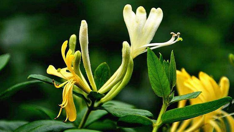 金银花藤的功效与作用