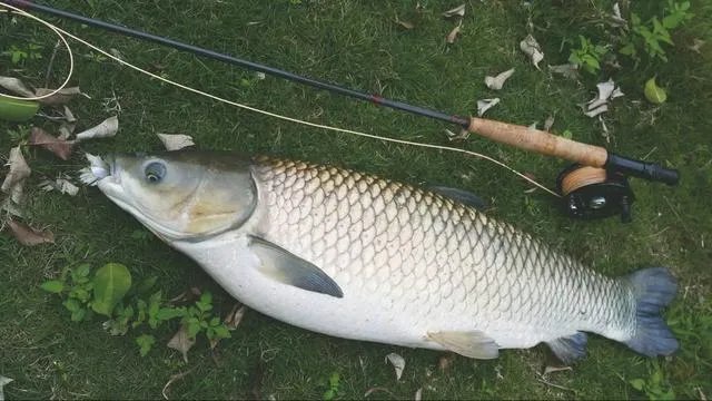 野生青鱼最大能长多少斤？100斤的青鱼要生长多少年？