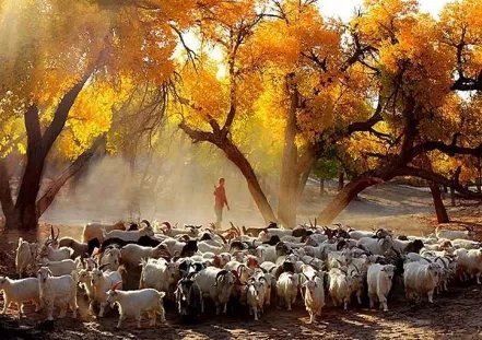 塔里木河胡杨林美如画，如何描述这一美景？