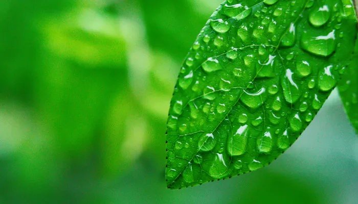 世界上最小的花是什么花 世界上最小的花是什么