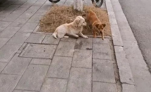 殴打流浪狗的保安和老师被停职，这处罚是否大快人心？