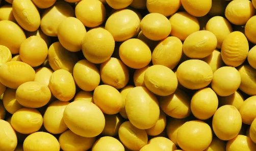 常见豆科植物有哪些