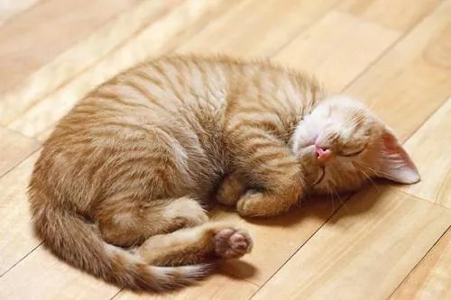 猫有九条命是真的吗