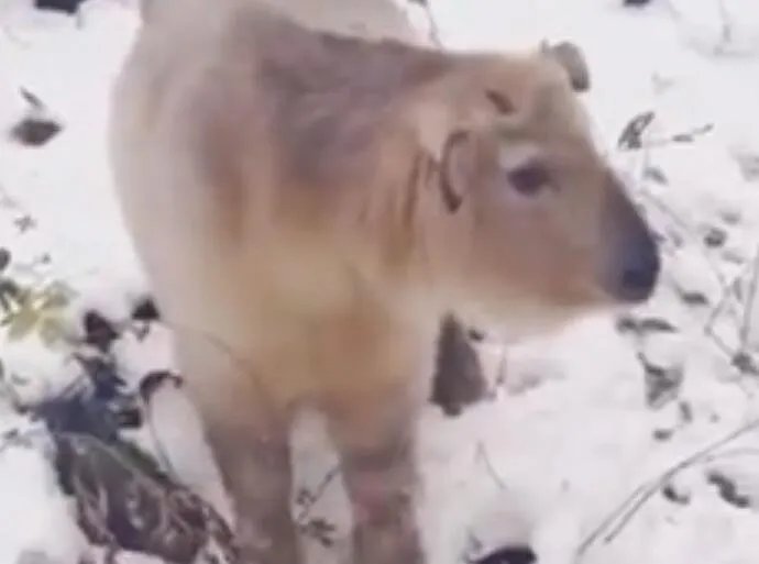 1岁小羚牛现身太白山景区是怎么回事 1岁小羚牛现身太白山景区长什么样