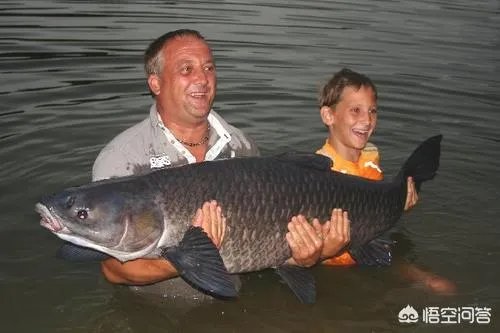 野生青鱼最大能长多少斤？100斤的青鱼要生长多少年？