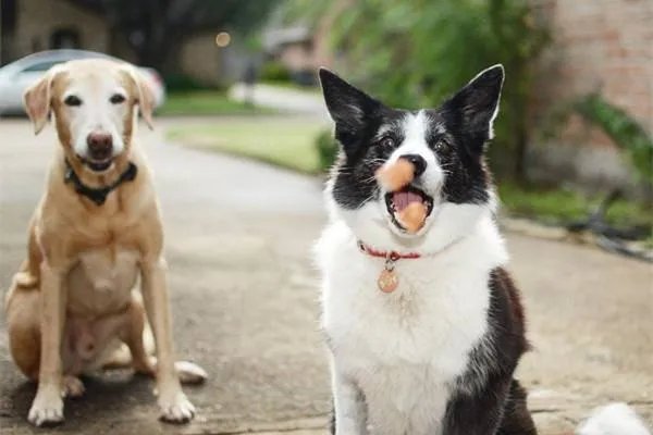 泉州酒店搜救犬贝贝四肢感染，搜救犬在救援过程中发挥着怎样的作用？