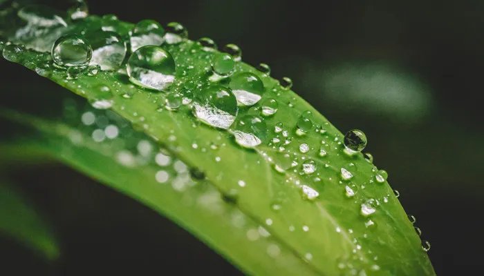 世界上最小的花是什么花 世界上最小的花是什么