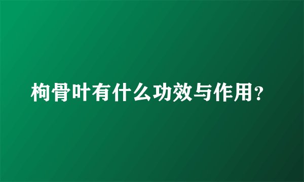 枸骨叶有什么功效与作用？