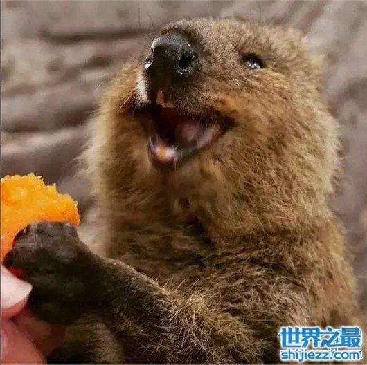 世界上最忧伤的狗，把悲伤写在了脸上 