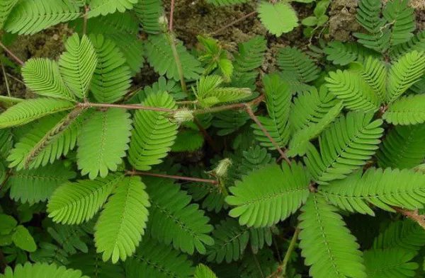 常见豆科植物有哪些