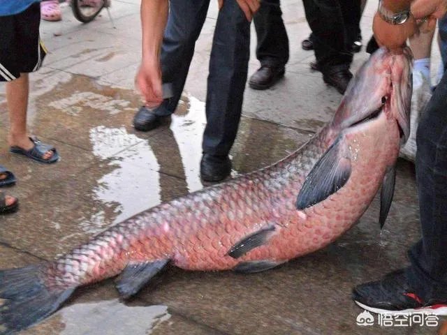 野生青鱼最大能长多少斤？100斤的青鱼要生长多少年？