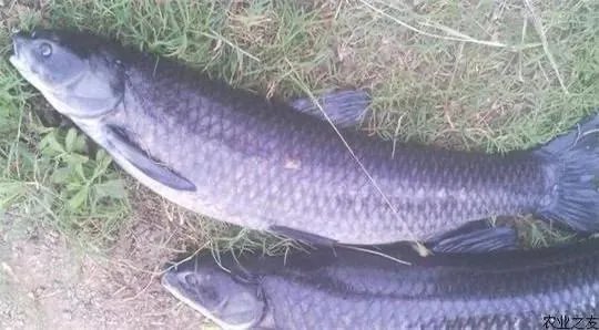 野生青鱼最大能长多少斤？100斤的青鱼要生长多少年？