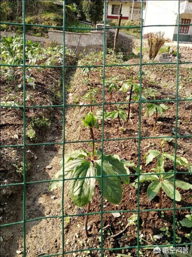 农村种植什么最合适？