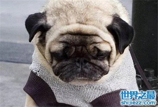 世界上最忧伤的狗，把悲伤写在了脸上 