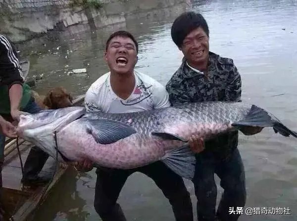 野生青鱼最大能长多少斤？100斤的青鱼要生长多少年？