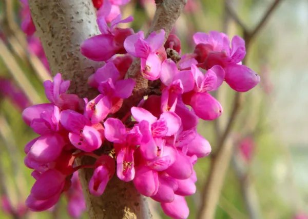 常见豆科植物有哪些