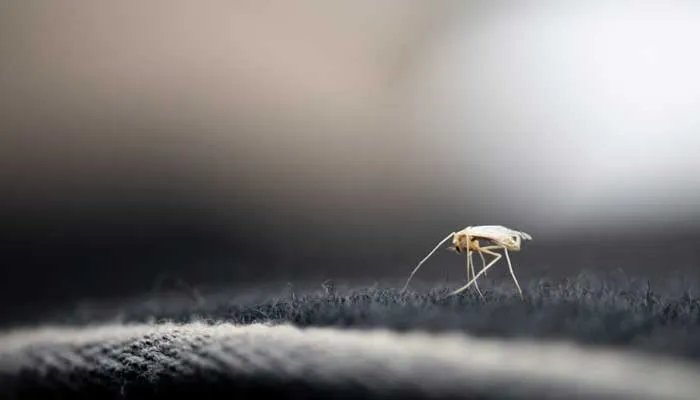 TOPLAN是哪个国家的品牌 toplan是什么牌子