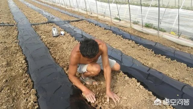 农村种植什么最合适？