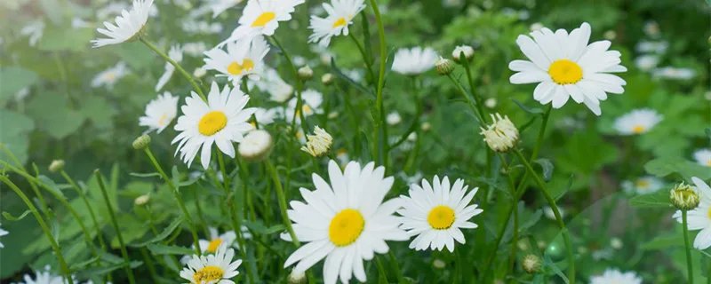 意大利国花是什么 意大利的国花是什么花