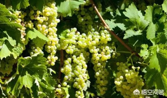 农村种植什么最合适？