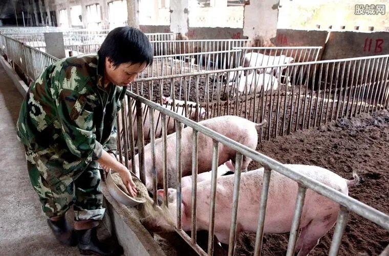 韩国首现非洲猪瘟 生猪是怎么感染上非洲猪瘟的
