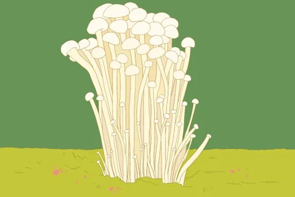 金针菇的营养价值及功效与作用