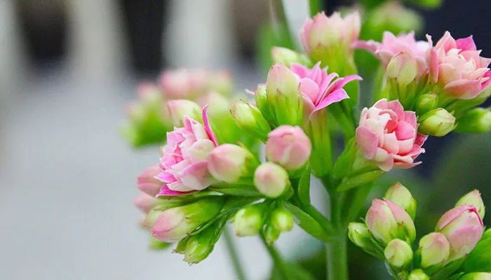 长寿花花语 长寿花花语是什么