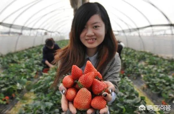 农村种植什么最合适？