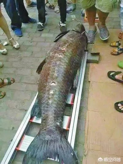 野生青鱼最大能长多少斤？100斤的青鱼要生长多少年？