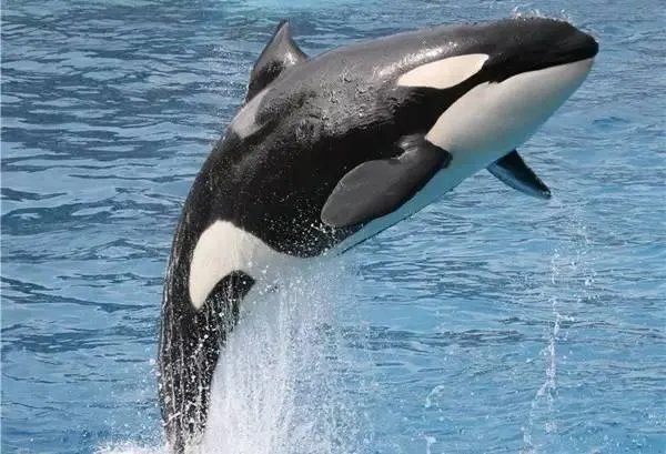 470头巨头鲸搁浅澳大利亚海港的原因是什么？