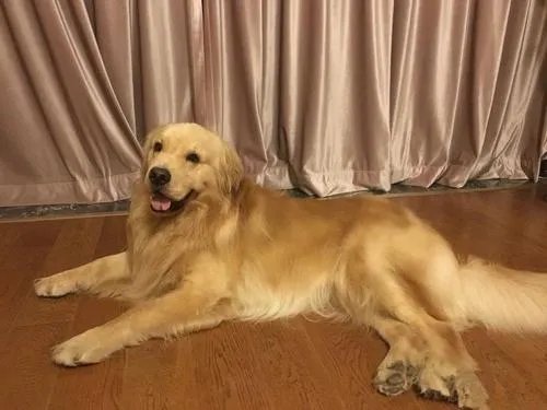 被寄养金毛暴走100多公里回家，狗狗是怎么找回来的？