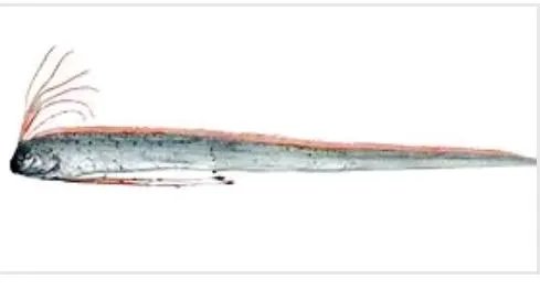 桨鱼是什么生物？