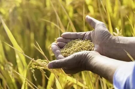 中央向实际种粮农民发100亿元补贴，其他国家也有类似政策吗？