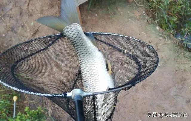 野生青鱼最大能长多少斤？100斤的青鱼要生长多少年？