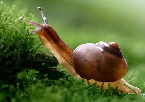 蜗牛的生活习性是什么？