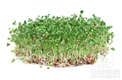 毒豆芽的危害有哪些