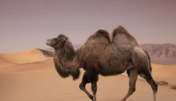 干旱灾害主要分布在什么地区