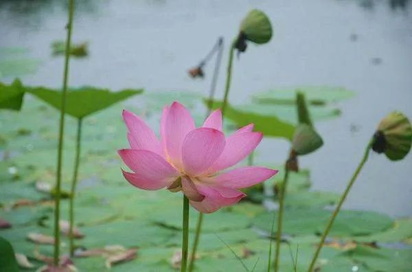 清水出芙蓉，天然去雕饰是什么意思？深层含义