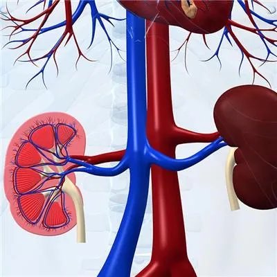 急性肾功能不全是怎么回事