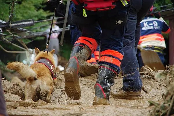泉州酒店搜救犬贝贝四肢感染，搜救犬在救援过程中发挥着怎样的作用？