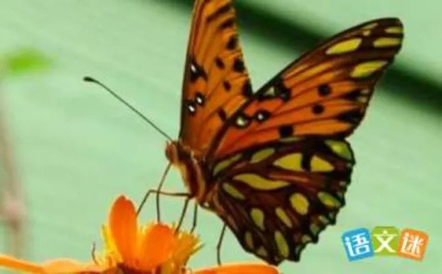 蝴蝶的一生