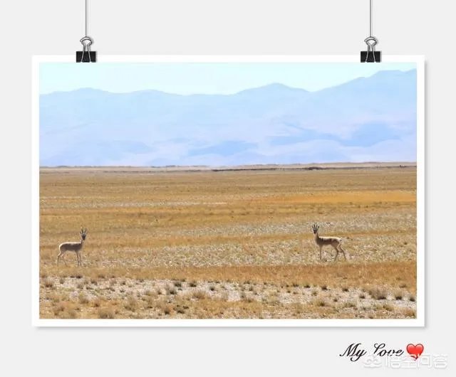 拉萨：非法穿越羌塘无人区被罚5000元，失联50天小伙嫌多，女友称一分钱都不交, 你怎么看？