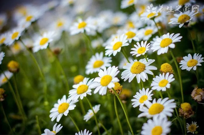 健康过年：年货选购