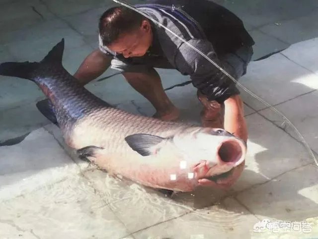 野生青鱼最大能长多少斤？100斤的青鱼要生长多少年？