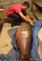 野生青鱼最大能长多少斤？100斤的青鱼要生长多少年？